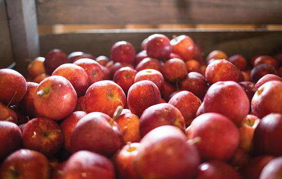 The ins and outs of central New York apple and seasonal fruit picking