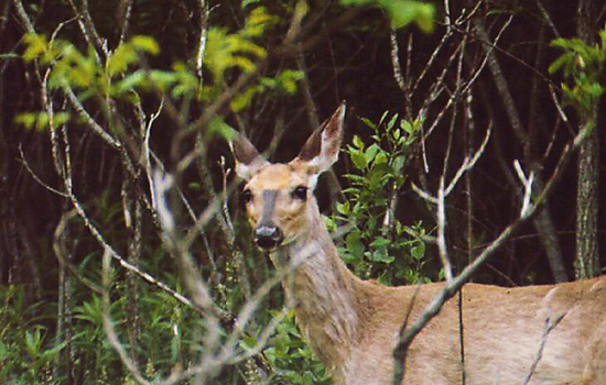 Area residents split over ways to address deer overpopulation, culling methods