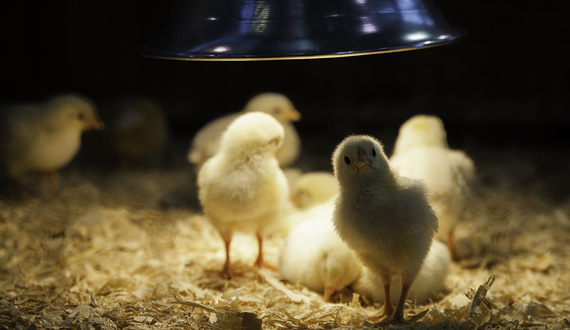 Gallery: 2014 Great New York State Fair