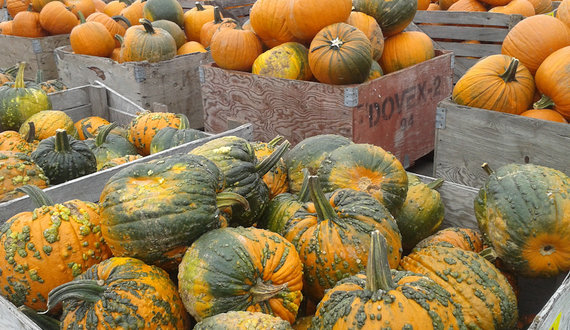 Ontario Orchards offers fresh products, seasonal activities