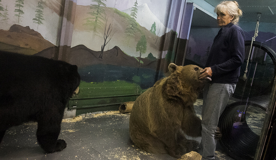 Couple raises bears like children