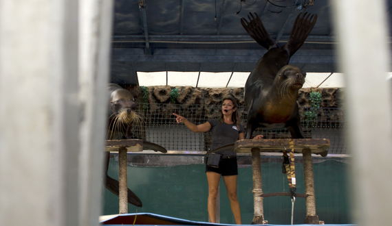 Ex-circus performers bring sea lion exhibit to the New York State Fair