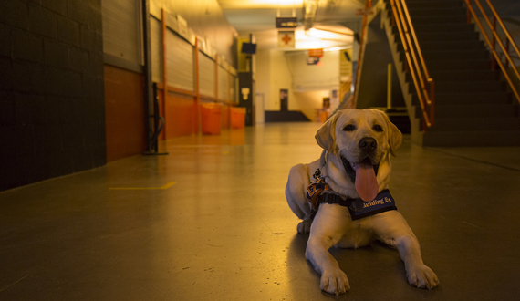 Otto the Puppy reunites with littermate in guide dog training program