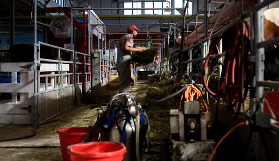 25-cent chocolate milk continues to delight generations of New York State fairgoers
