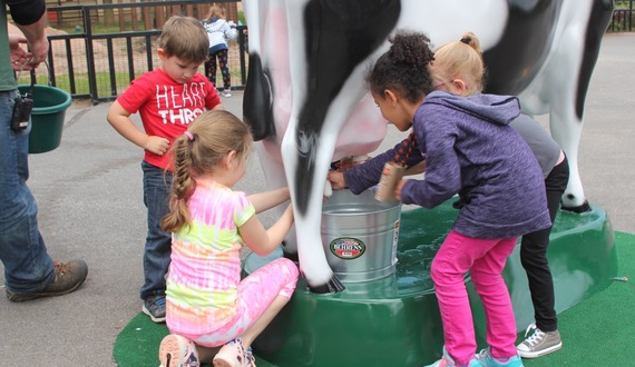 Milk a cow at the Rosamond Gifford Zoo, even if it is made of fiberglass