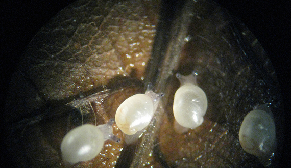 Saving endangered animals is our duty as humans