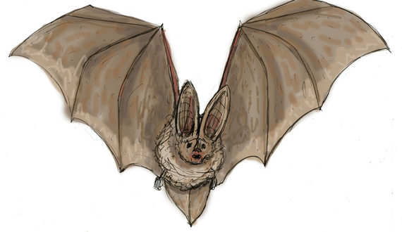 This SUNY-ESF professor is trying to find a cure for a bat-killing disease