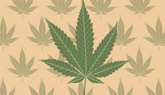 SU researchers found that cannabis won’t reduce the intensity of your pain