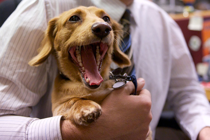Jack nose best: CNY Central’s very own canine celebrity picks SU sports results with impressive accuracy
