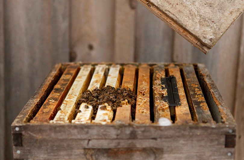 Carlic's bees stay in the hive for the entire winter from October to late April. The bees produce honey twice a year either in July or late September.