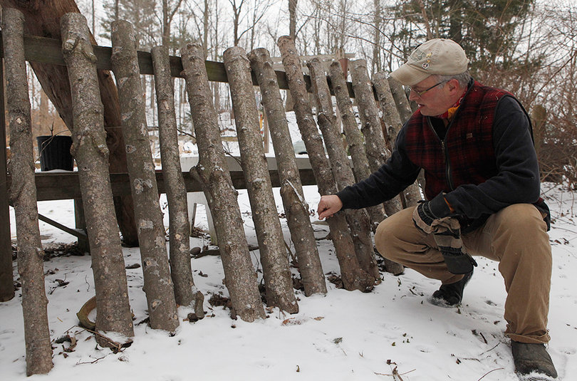 Carlic drills roughly 100 holes in each log, one-eighth to one-sixteenth inches deep, four inches apart. Carlic then fills each hole with mushroom spawn. It takes about one year for the mushrooms to grow.