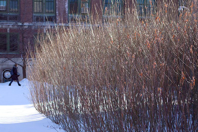 The reeds growing outside of Moon Library are used to create the sustainable woody biomass that will power the Gateway building. 