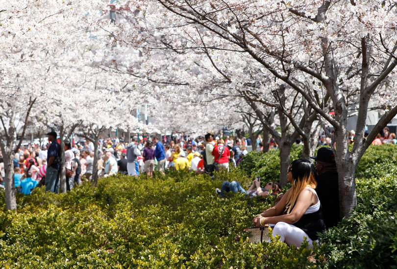 Fans rest under blossoming trees while listening to live concerts in Centennial Park.