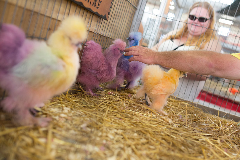 The poultry building, which houses all kinds of chickens, ducks and other small animals like bunnies, celebrates its 100th anniversary this year.