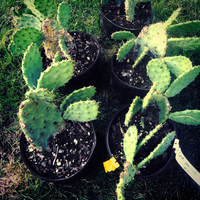 Backyard business: Alumnus starts landscaping company using sustainable, healthy plants