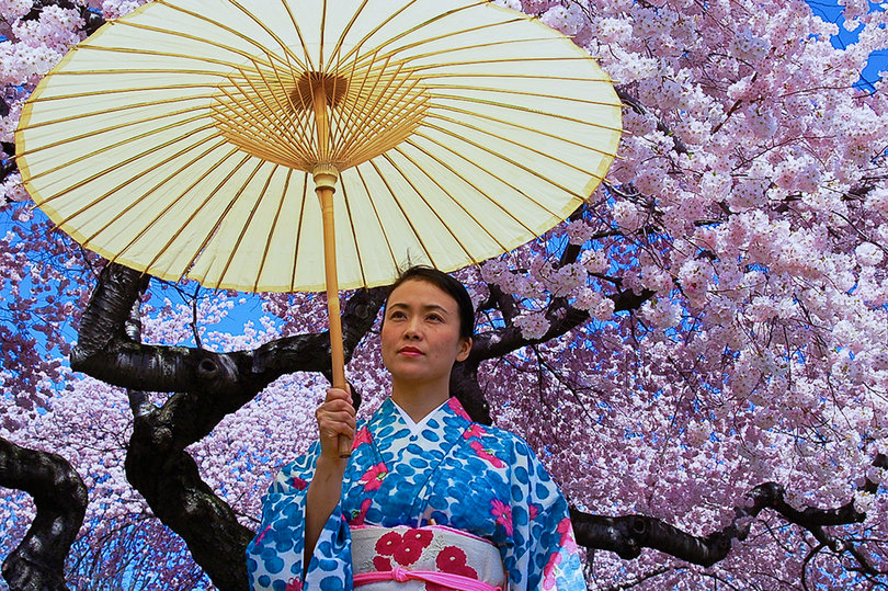 A woman wearing a kimono stands under a cherry blossom tree at Branch Brook Park in Newark, New Jersey.   