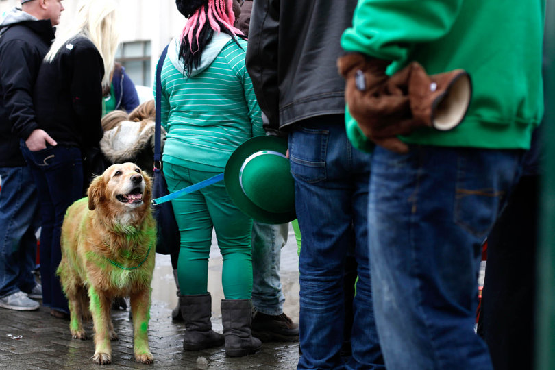 Goldy the dog is dyed green every year for the Syracuse St. Patrick’s Day Parade. His owner, 15-year-old Taylor Trowbridge from Baldwinsville, New York, has been coming to the parade since she was five years old and continues with the green tradition.
