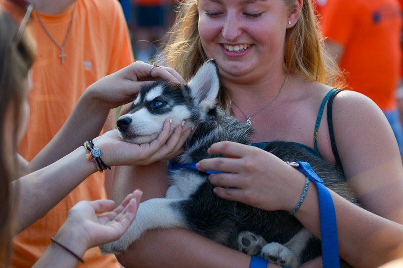 Allie Clarke, a senior english and textual studies major, holds Captain, an 8-week old husky, on the Quad.
