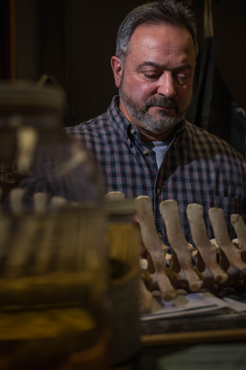 After about six to seven weeks of natural cleaning, specimens are brought to SUNY-ESF to finish the preparation process.