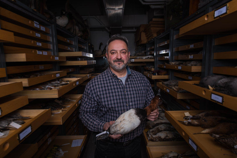 Giegerich's office is lined with various specimens from reptiles to birds.