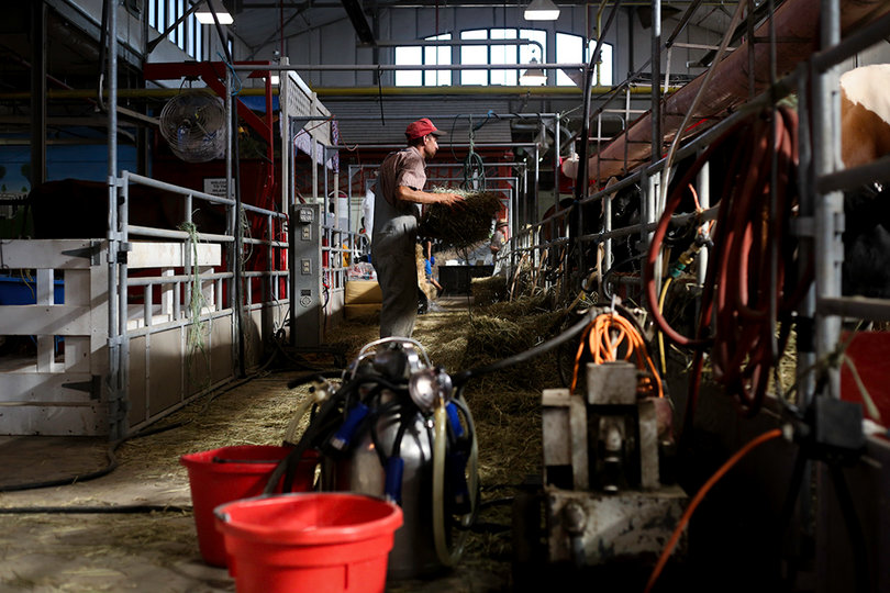 Cows are just one of the 10,000 animals that make an appearance at the fair every year. 
