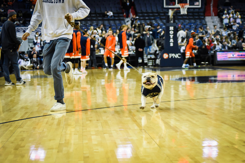 Georgetown's current Jack the Bulldog was born on June 29, 2013 and arrived on campus in October of that year.