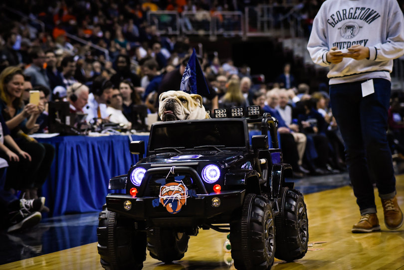 Jack the Bulldog goes for a ride in his toy jeep. 