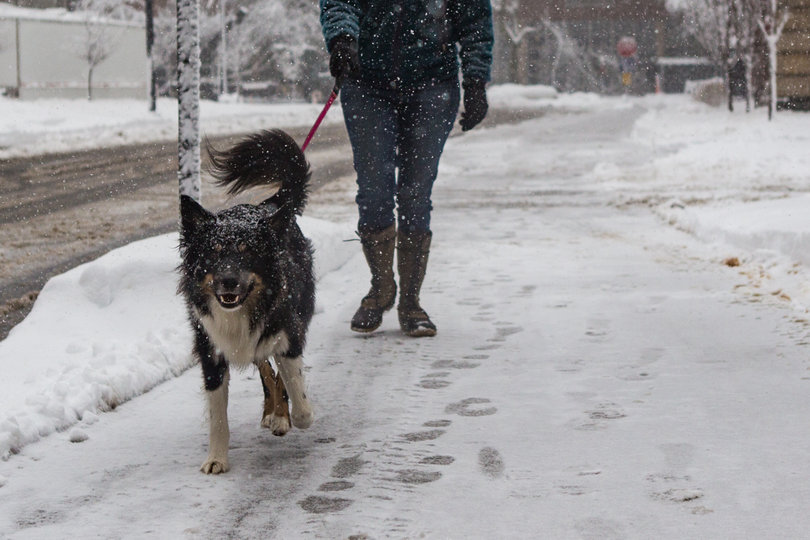 A dog is walked down a sidewalk near Carnegie Library on Friday during the middle of the snowstorm.