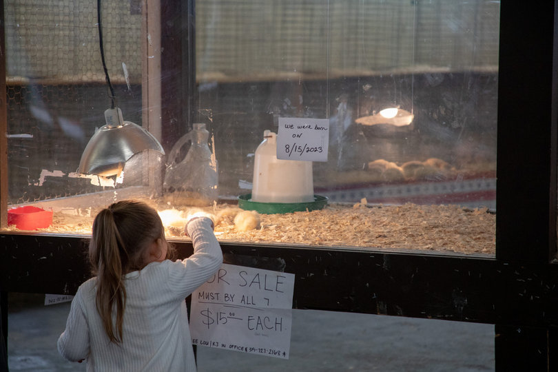 Cages line the poultry barn with chickens, turkeys and ducks as well as rabbits and guinea pigs. In the center of the barn, a child watches the baby chicks for sale sleep under a heat lamp. 
