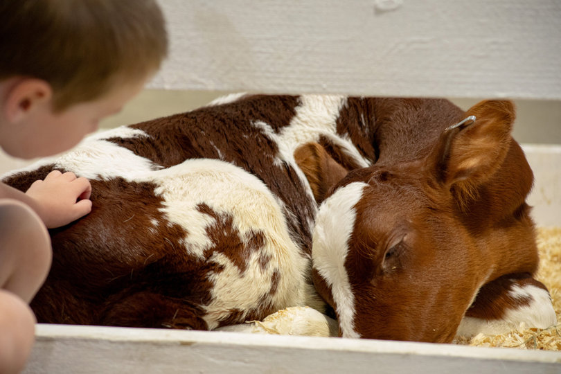 Dairy cattle from around New York gather in one barn for competitions. The cows range from months to years old and are judged on appearance and personality. 
