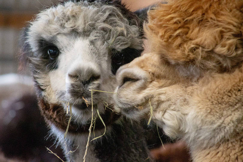 Two Alpacas eating hay.