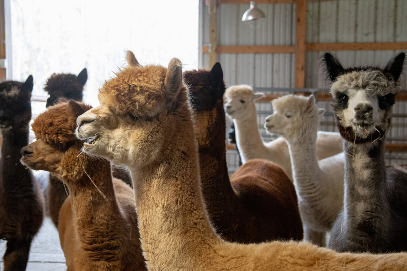 A group of alpacas.