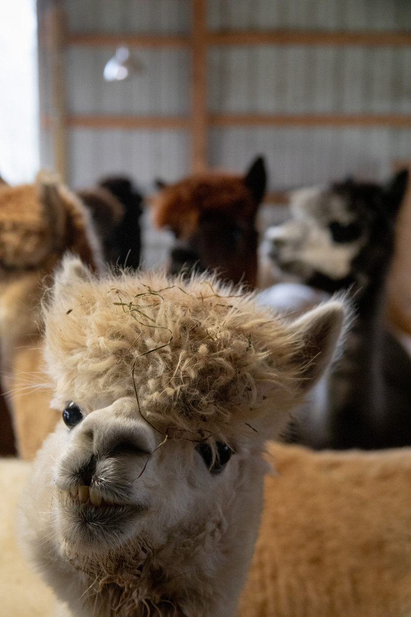 An alpaca looking into the camera.