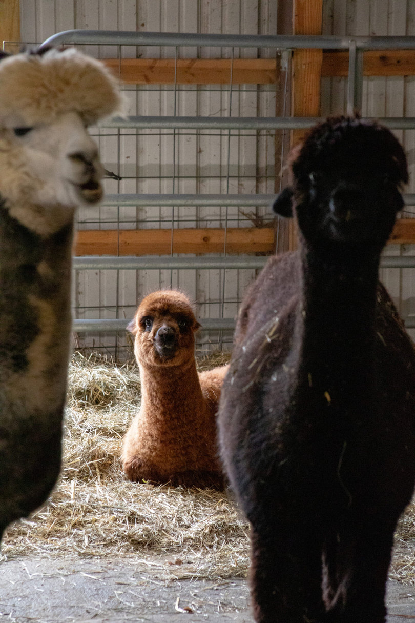 Two alpacas standing, one alpaca sitting.