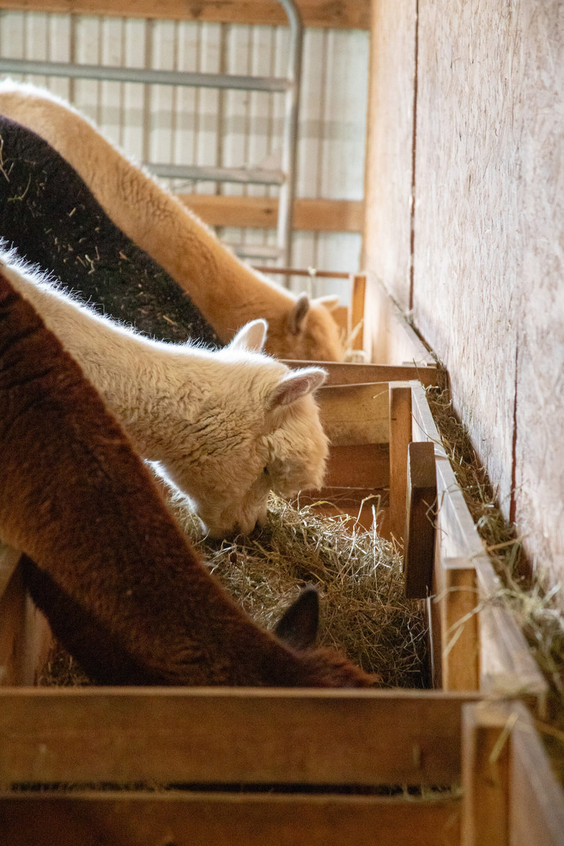 Four Alpacas eating hay from a trough.