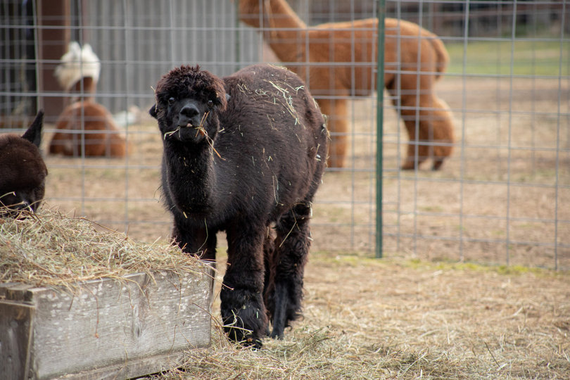 An alpaca eating hay.