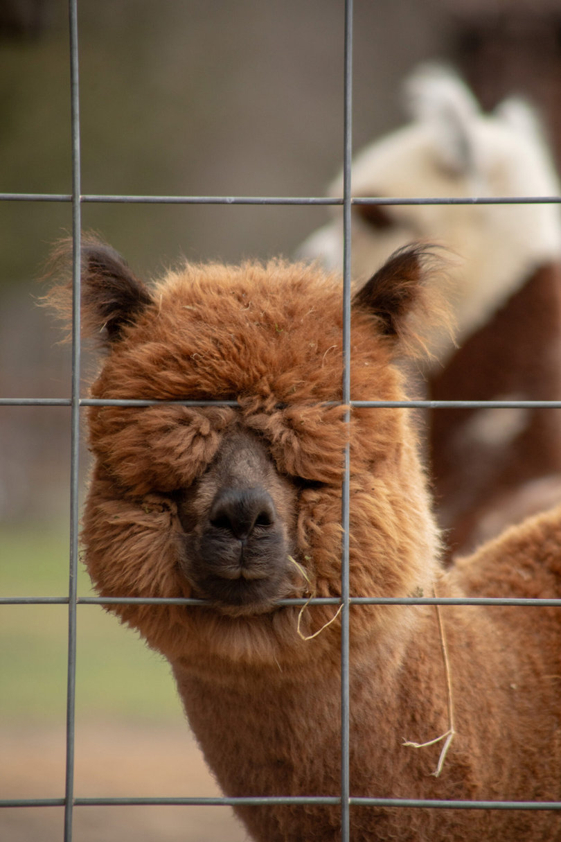 An alpaca looking outside of a fence.