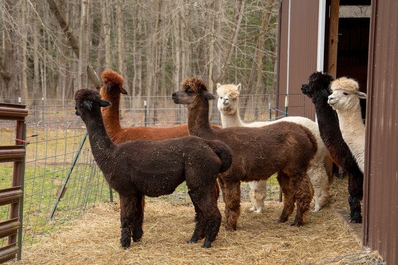 Alpacas outside of a barn.