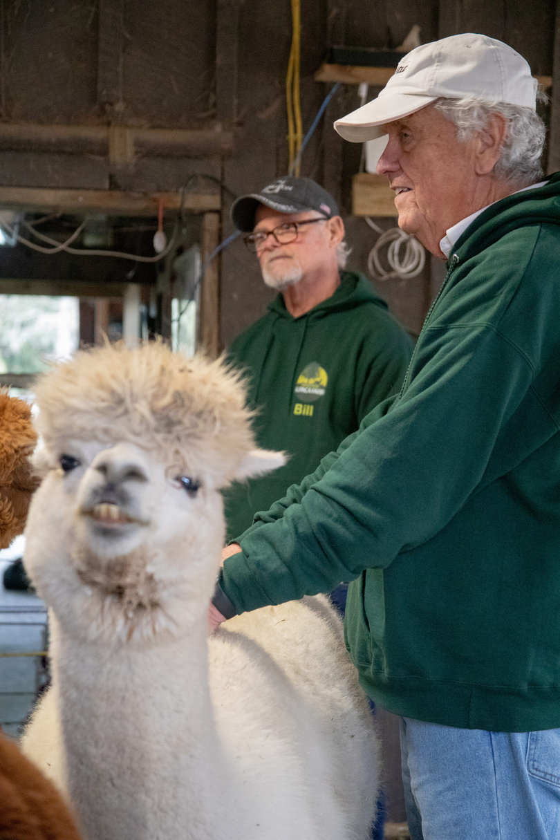 Two men watch over Alpacas.