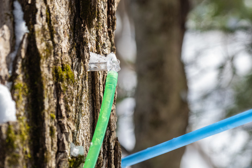 A tree with hoses sticking out.