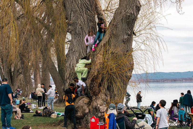 A group of kids climbing a tree.