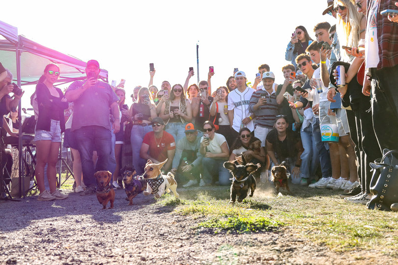 Oct. 1, 2025: At Harvey’s Garden’s Oktoberfest race, dachshunds compete in a competition. Thirty-four wiener dogs faced each other. 